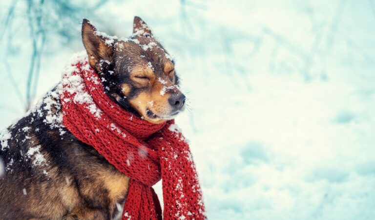 10 Tips for Walking Your Dog in Cold Weather - 2023 Guide - FiredOut