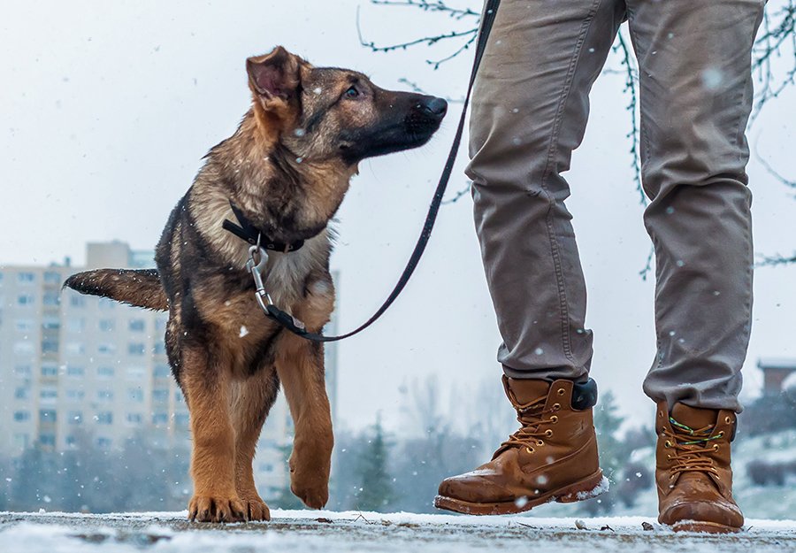 10 Tips for Walking Your Dog in Cold Weather - 2023 Guide - FiredOut