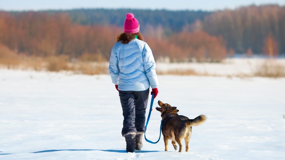 10 Tips for Walking Your Dog in Cold Weather - 2023 Guide - FiredOut