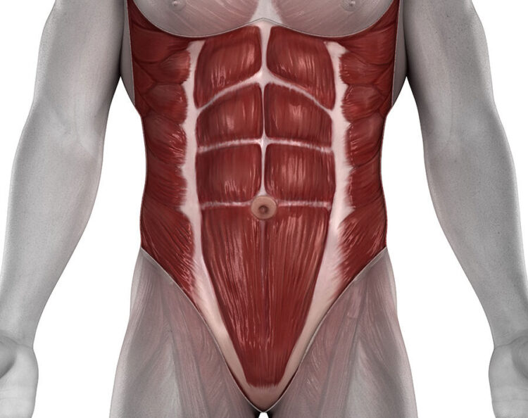 Abdominal muscles 