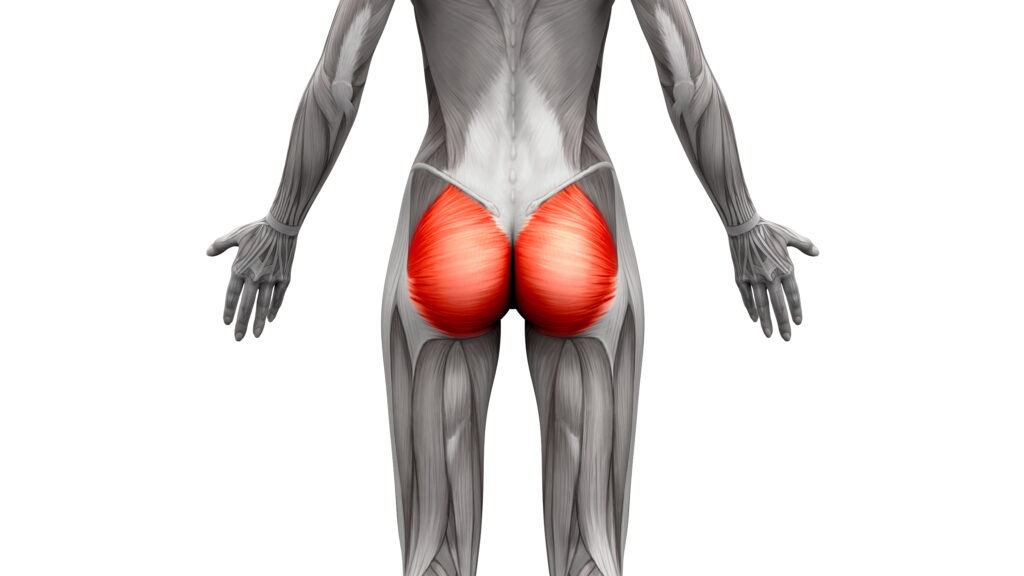 Gluteal Muscles - Gluteus Maximus 