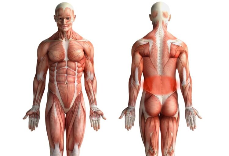 Lumbar muscles